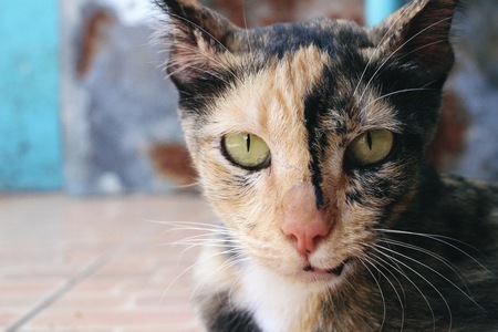 Cat lookingの写真素材