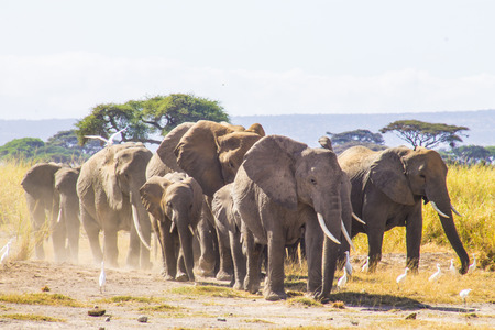 Elephants walking in the wildの写真素材