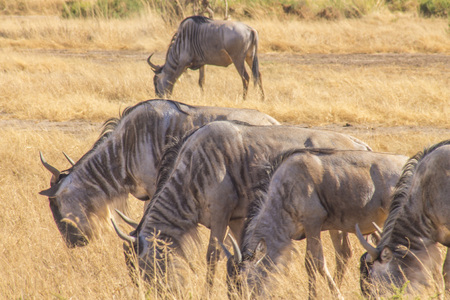 Wildebeest grazing in the wildの写真素材