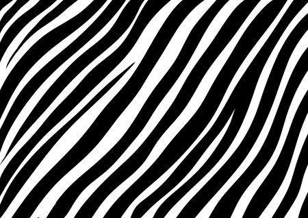 Seamless pattern of black and white zebra stripes on white backgroundの写真素材