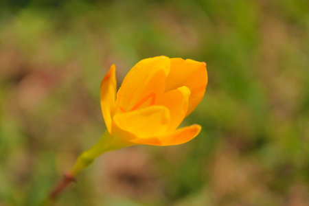 Close up of yellow flower in the garden with blurred green background.の写真素材