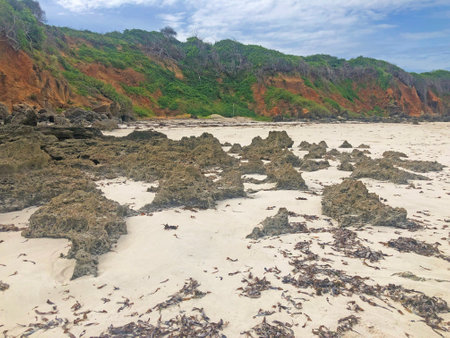 Tropical beach with sand, rocks and seaweed in Watamu, Kenyaの写真素材
