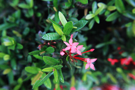 Rubiaceae  
