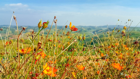 wild flowers in the meadows of Khao Kor, Thailand