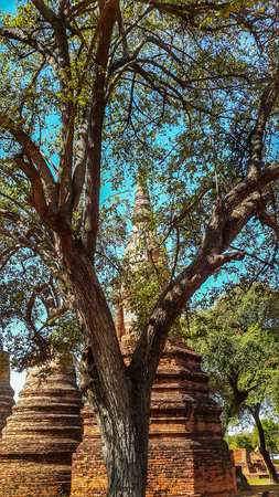 nature and ancient ruins in Ayutthaya Province, Thailandの写真素材