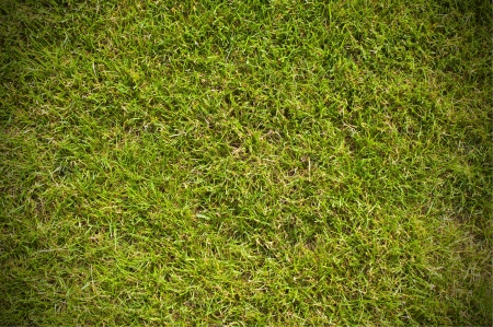 Top view of clean green grass backgroundの写真素材