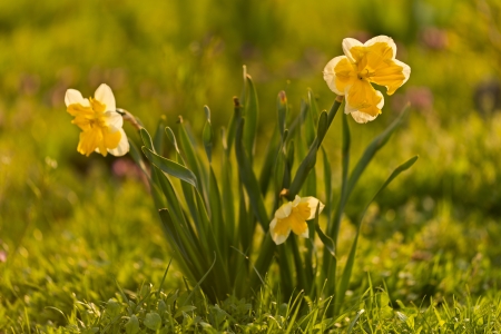 pretty blooming daffodils growing freely in the meadowの写真素材