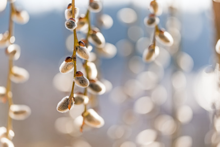 blooming willow on light blue blurred background