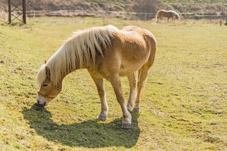 free brown horse grazing in a meadowの写真素材