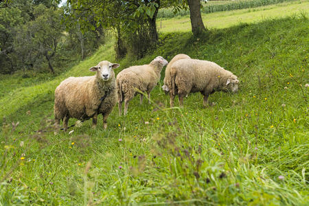 freely grazing herd of sheep on the grass