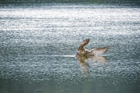 the seagull attacks on carp in the riverの写真素材