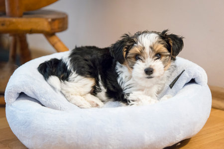 biewer yorkshire terrier puppy in the interior of the house on a blurred backgroundの写真素材
