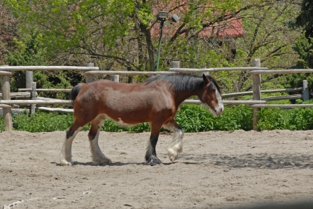 work horse, Riverdale Farm, Toronto, 2009のeditorial素材