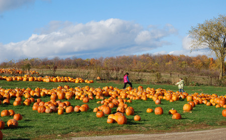 Pumpkin farm, Auburn County, Michigan, 2007のeditorial素材