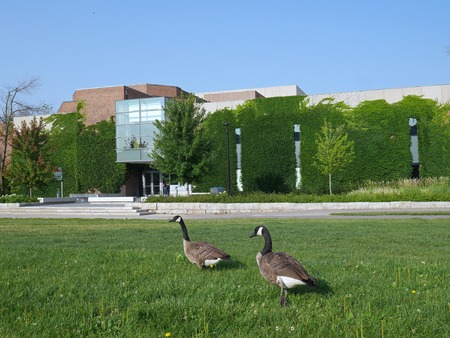 wild geese on university campus, York University, Toronto, 2014のeditorial素材