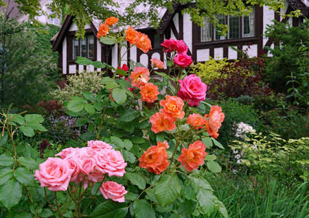 Intertwined rose bushes of different colors in front garden of houseの写真素材