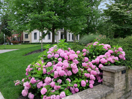 pink hydrangea flowers in front garden on a residential streetの写真素材