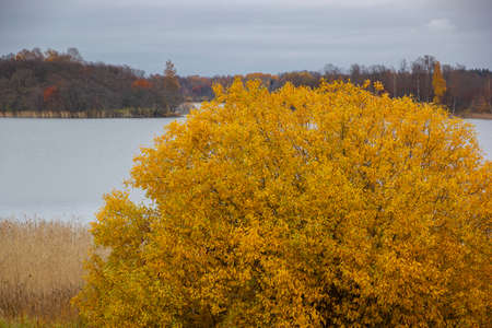 Golden Autumn Lake Leaves Texture Landscape Yellow Green Nature Background Fall Backdropの写真素材