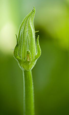 A courgette flower (Curcubita pepo)の写真素材