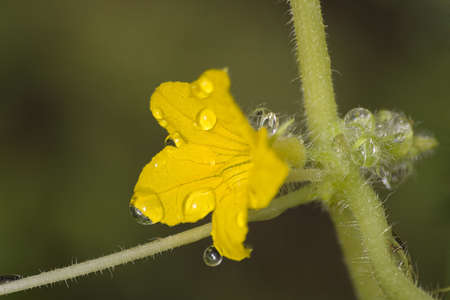 Flower of a cucumber with waterdrops
