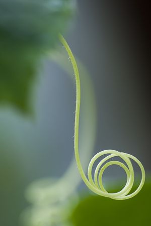 Tendril of a cucumber plant