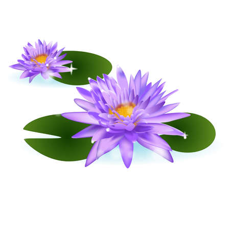 water lily thai flowerのイラスト素材