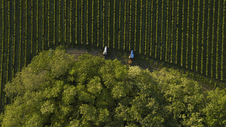 Aerial shot of a tree tractors working on vineyard, Bordeaux, Franceの写真素材