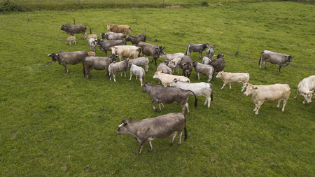 Aerial view Bazadaise cows and calves daisy in the meadow, Gironde, France