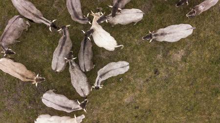 Aerial view Bazadaise cows and calves daisy in the meadow, Gironde, Franceの写真素材