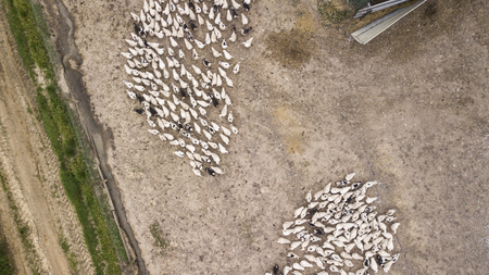 Aerial view on crowded ducks on poultry farm, Franceの写真素材