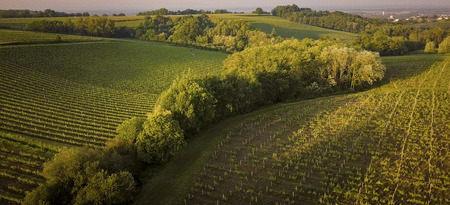 Bordeaux vineyards, Entre Deux Mers, Aquitaine area of the Gironde department Aerial View, Franceの写真素材