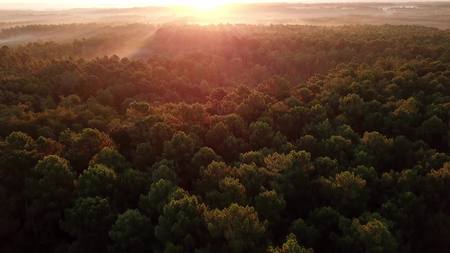 Aerial view of beautiful green forest at morning sunrise in landiras, south of franceの写真素材