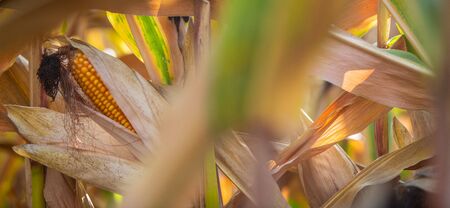 Corn cob with green leaves growth in agriculture field outdoor, France