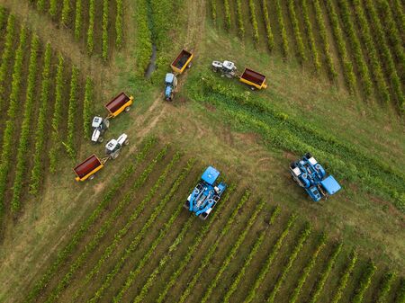 France, Gironde, September, 26-2019, Mechanical Harvesting With Four Machines For Selling, Aoc Bordeaux, Vineyard Bordelais, Gironde, Aquitaineのeditorial素材