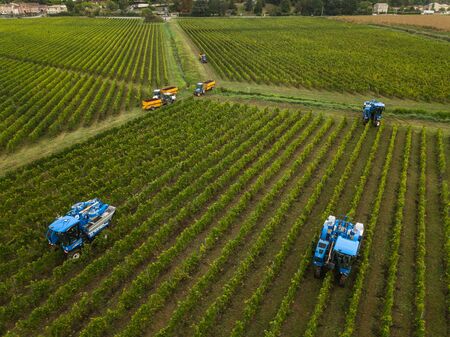 France, Gironde, September, 26-2019, Mechanical Harvesting With Four Machines For Selling, Aoc Bordeaux, Vineyard Bordelais, Gironde, Aquitaineのeditorial素材