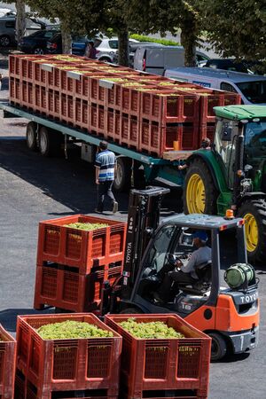 RECEPTION IN INDUSTRIAL CELLAR OF THE HARVESTING OF WHITE GRAPES FOR THE CREATION OF CREMANT,...
