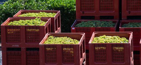 RECEPTION IN INDUSTRIAL CELLAR OF THE HARVESTING OF WHITE GRAPES FOR THE CREATION OF CREMANT, GIRONDE, AQUITAINE, FRANCEのeditorial素材