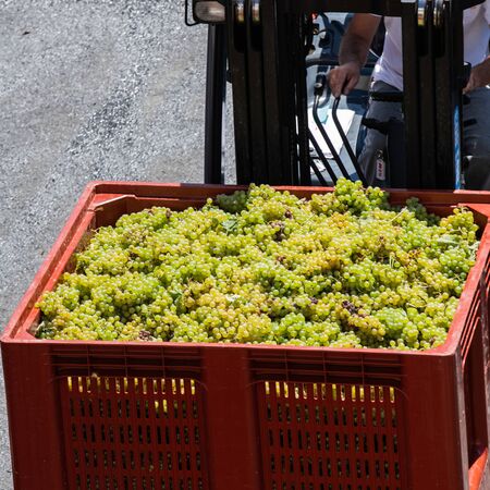 RECEPTION IN INDUSTRIAL CELLAR OF THE HARVESTING OF WHITE GRAPES FOR THE CREATION OF CREMANT,...