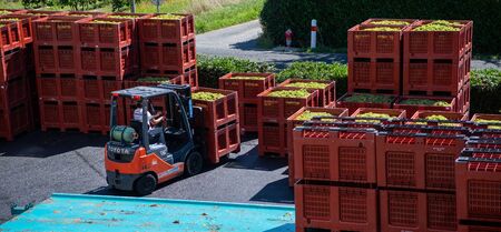 RECEPTION IN INDUSTRIAL CELLAR OF THE HARVESTING OF WHITE GRAPES FOR THE CREATION OF CREMANT, GIRONDE, AQUITAINE, FRANCEのeditorial素材
