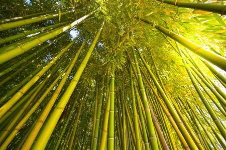 Bamboo plantation, Green bamboo fence texture background, bamboo texture, Aquitaine, Franceの写真素材