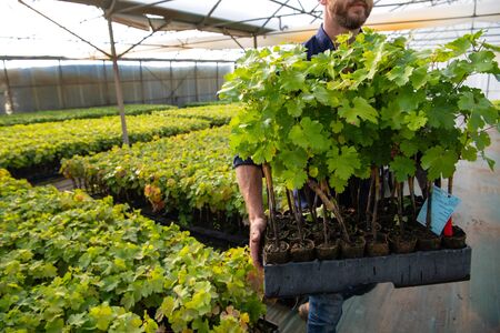 Cultivation of vines under glasshouse, nurseries, greenhouse plantation, Bordeaux Vineyard, France
