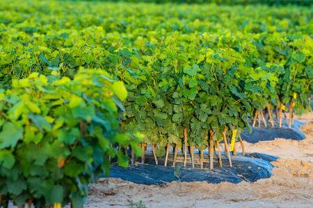 Cultivation of vines, nurseries, field, plantation, Bordeaux Vineyard, Franceの写真素材