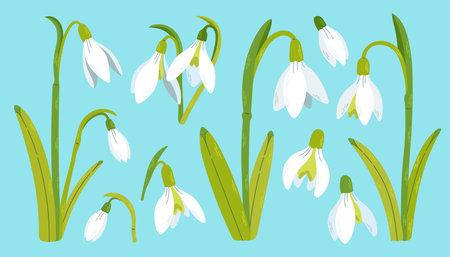 Snowdrop flowers set. Spring wildflower. Beautiful nature herb. Blossom plant. Snowdrop flower art. Vector.のイラスト素材