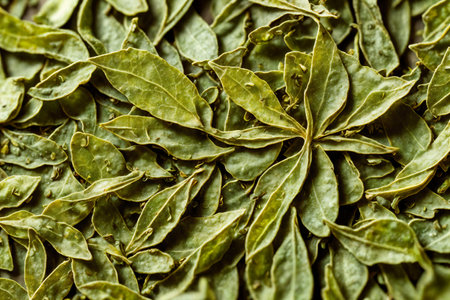 Dry green tea leaves as background, top view. close up. AI-generatedの素材