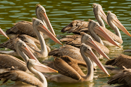Spot-billed pelican swimingの写真素材