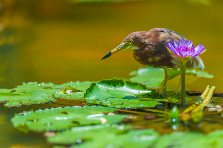 Chinese Pond Heron standing on lotus leave and loking for the fish