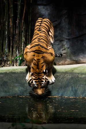 Tiger drinks the water in pool の写真素材