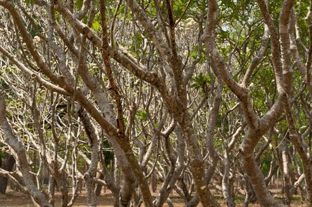 Branch of Temple treeの写真素材