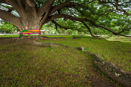 The Big Albizia saman treeの写真素材
