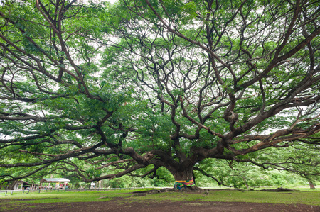 The Big Albizia saman treeの写真素材